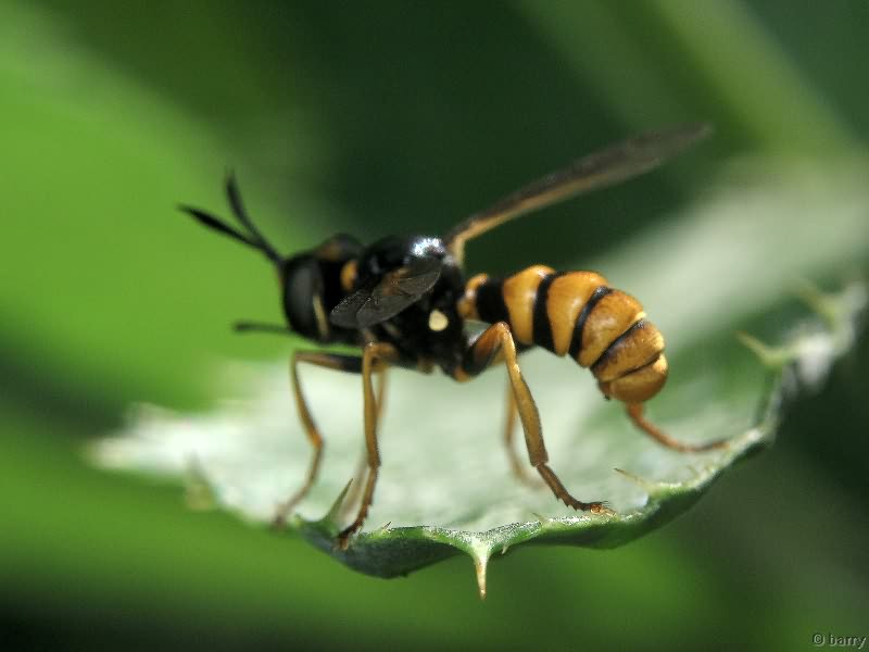 Conops quadrifasciatus